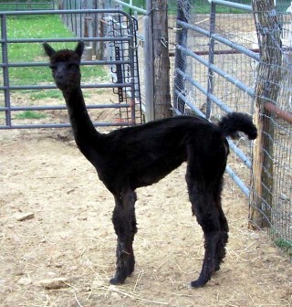 Alpaca For Sale - LSH Tessa at Little Slice of Heaven Alpacas